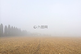 原野,树,植物