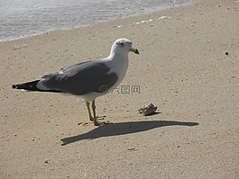 鷗,海灘,沙