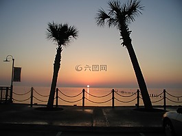 日出,棕櫚樹,上午