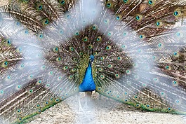 孔雀,羽毛,動(dòng)物園