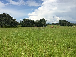 牧場(chǎng),牲畜,馬