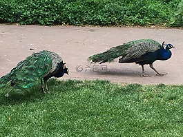 孔雀,綠色,鳥