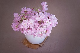鮮花,粉紅色,粉紅色的花