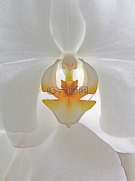 orkidee,花卉,白