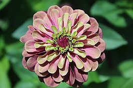 花,菊花,開花