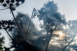 morgentau,网络,蜘蛛网