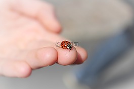 瓢虫,手,手指