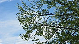 分支機(jī)構(gòu),葉子,天空