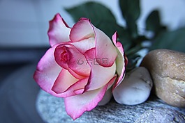 玫瑰,花,粉紅色