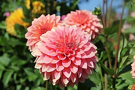 嬌琴紗,花,性質(zhì)