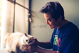 寵物,貓,動(dòng)物