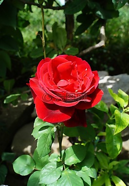 红玫瑰,春天,夏天