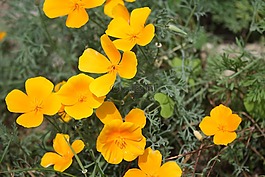 黃色的花,花,黃色