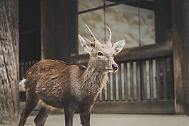 鹿,動物,野生動物