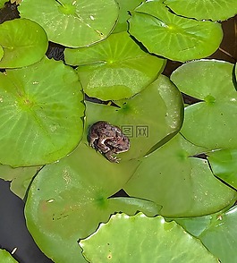 蟾蜍,兩棲類,交配