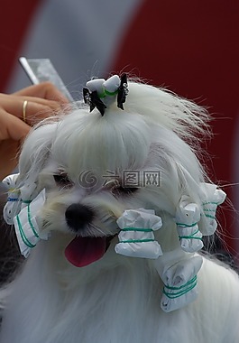 狗展,狗,動物