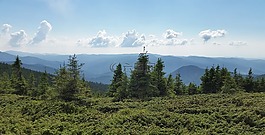 云,樹(shù),植被