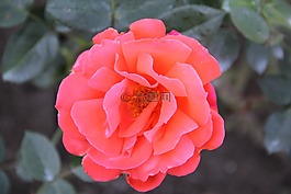 玫瑰,花,開花