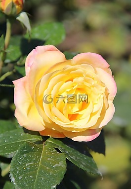 玫瑰,花,玫瑰綻放