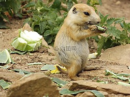 草原土撥鼠,哺乳動(dòng)物,動(dòng)物園