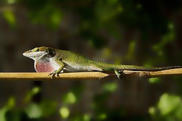 蜥蜴,綠色,自然