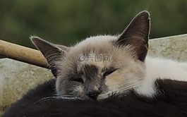 動(dòng)物界,很好,貓