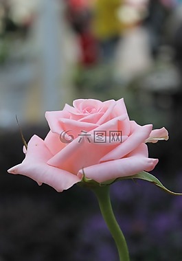 玫瑰,粉紅色,花