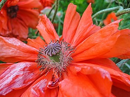 罌粟,花,夏季