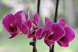 性質(zhì),植物,花