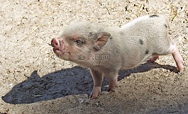 仔豬,豬,動物
