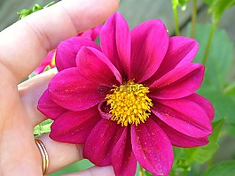 大麗花,紫紅色的花,開花