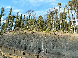 巖漿,森林火災(zāi),金絲雀 kiefer