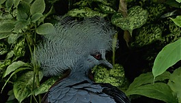 鳥,性質(zhì),花園