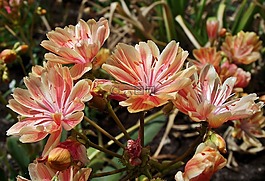 性質(zhì),花,植物