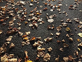 路面,秋,倫敦