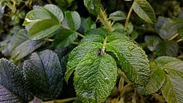 飛,昆蟲,雨后