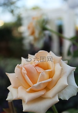 玫瑰,花,花的