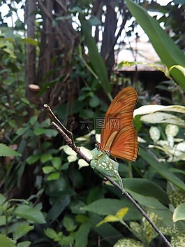 花園,蝴蝶,性質(zhì)