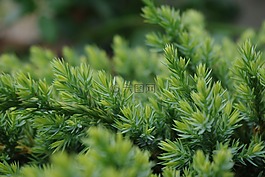 自然,植物區(qū)系,葉