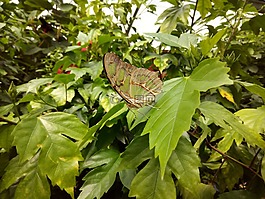 蝴蝶,花園,性質(zhì)