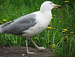 海鷗,鳥,草