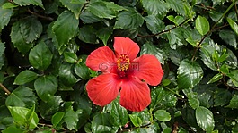 芙蓉,花,開花