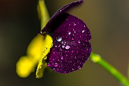 花,花瓣,紫羅蘭色