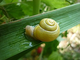蝸牛,葉子,花園