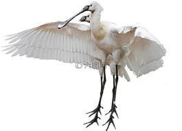 孤立,鸛,鳥