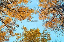 天空,秋季,樺木
