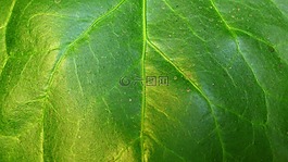 葉,綠葉,靜脈