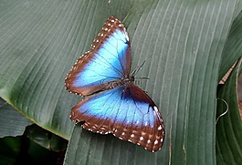 蝴蝶,性質(zhì),藍(lán)色