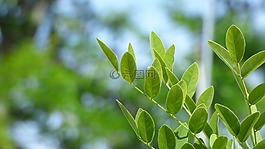 葉,綠色的樹葉,植物