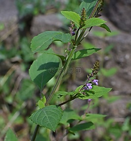beardtongue,野花,花